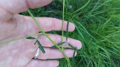 Pediomelum linearifolium