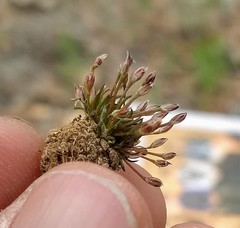 Juncus bryoides