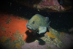 Acanthistius ocellatus