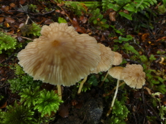 Laccaria masoniae