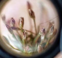 Juncus bryoides