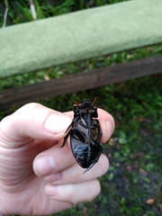 Hydrophilus aterrimus