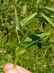 Vicia bithynica