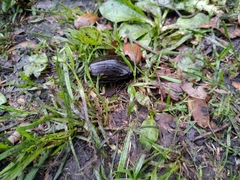 Hydrophilus aterrimus