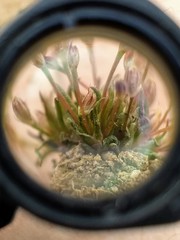Juncus bryoides