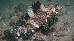 Epinephelus maculatus