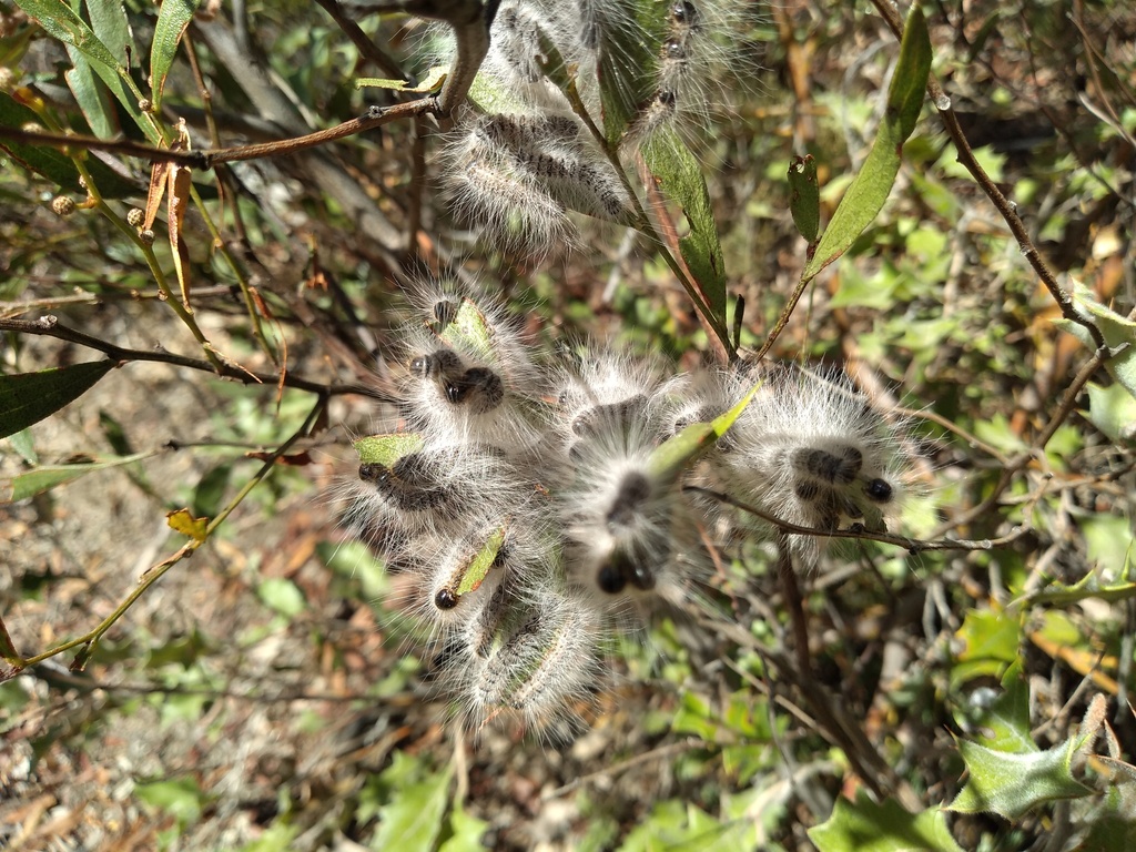 Bag-shelter Moth from Roses Gap VIC 3385, Australia on February 20 ...