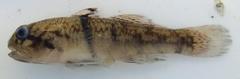 Girdled Goby photo 4