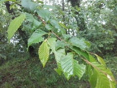 Ostrya carpinifolia