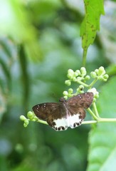 Tagiades ultra