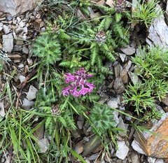 Pedicularis refracta transmorrisonensis