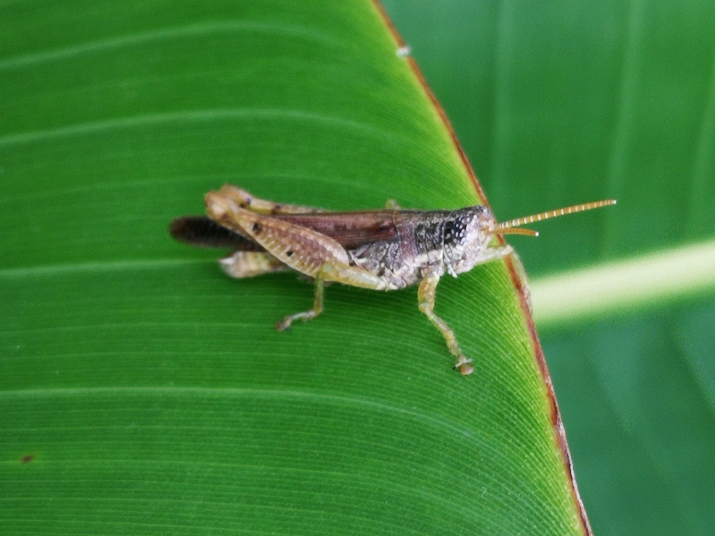 Catantopsilus carli