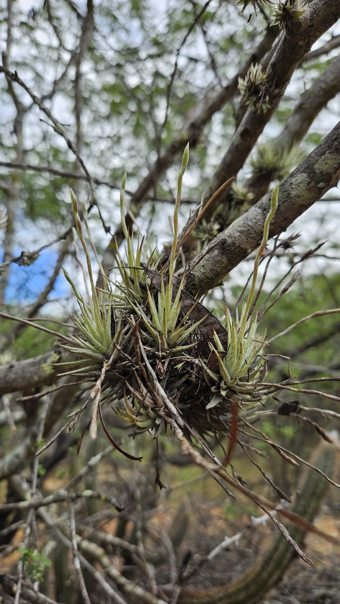 Tillandsia loliacea