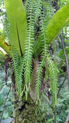 Phlegmariurus phlegmaria