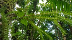 Phlegmariurus phlegmaria