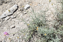 Psephellus czirkejensis