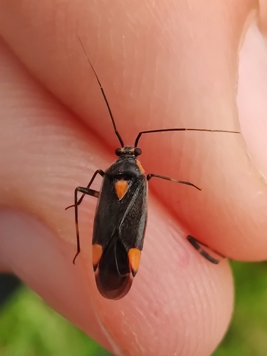Capsodes flavomarginatus