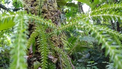 Phlegmariurus phlegmaria