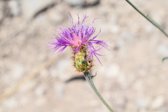 Psephellus czirkejensis