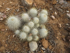 Mammillaria dixanthocentron