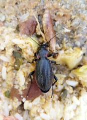 Carabus morbillosus