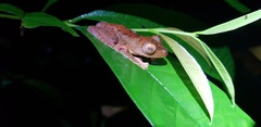 Rhacophorus pardalis