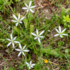 Ornithogalum umbellatum