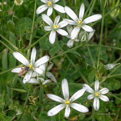 Ornithogalum umbellatum
