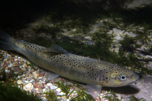 Brown Trout