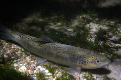 Brown Trout photo 1