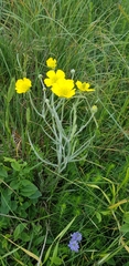 Ranunculus illyricus