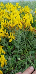 Genista humifusa