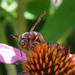 Euodynerus hidalgo hidalgo