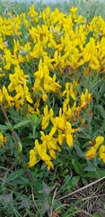 Genista humifusa