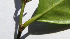 Chaetocarpus myrsinites