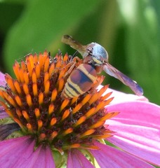 Euodynerus hidalgo hidalgo