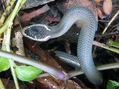 Cacophis squamulosus
