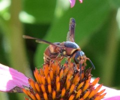 Euodynerus hidalgo hidalgo