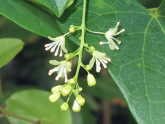 Tinospora smilacina