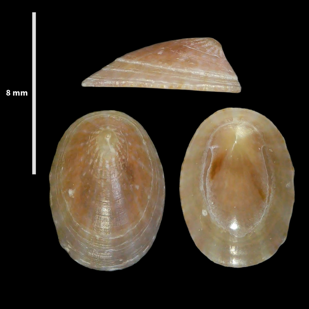 White Tortoiseshell Limpet
