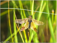 Libelloides ictericus
