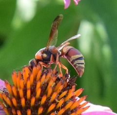 Euodynerus hidalgo hidalgo