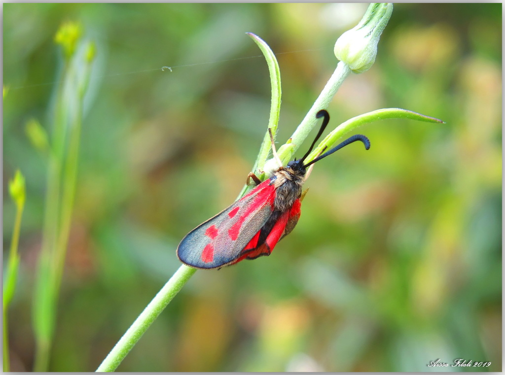Zygaena favonia