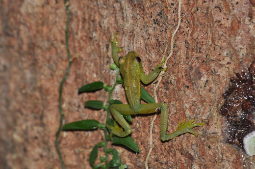 Moramanga Bright-eyed Frog, Boophis pauliani