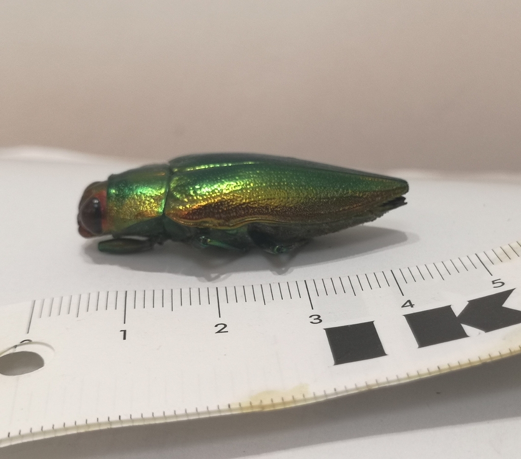 Iridotaenia hainanensis