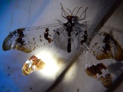 Periclystus circuiter