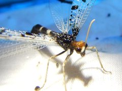 Periclystus circuiter