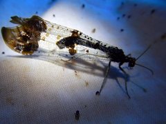 Periclystus circuiter