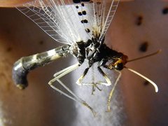 Periclystus circuiter