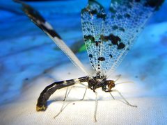 Periclystus circuiter